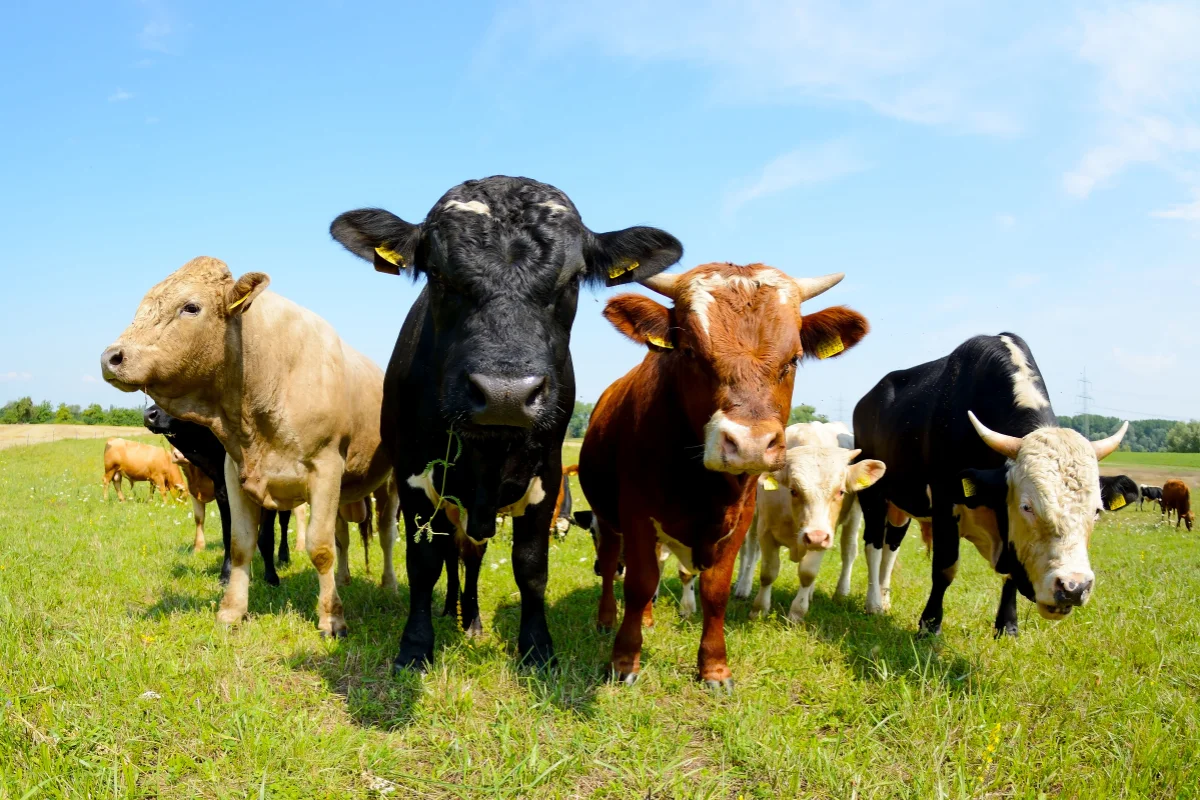 Czym jest wołowina ekologiczna Grass Fed?